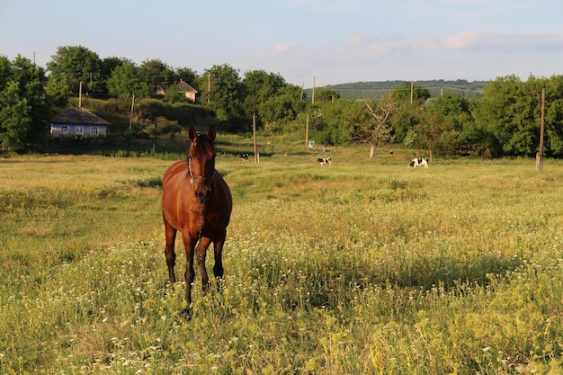 Photo un cheval debout dans un champ