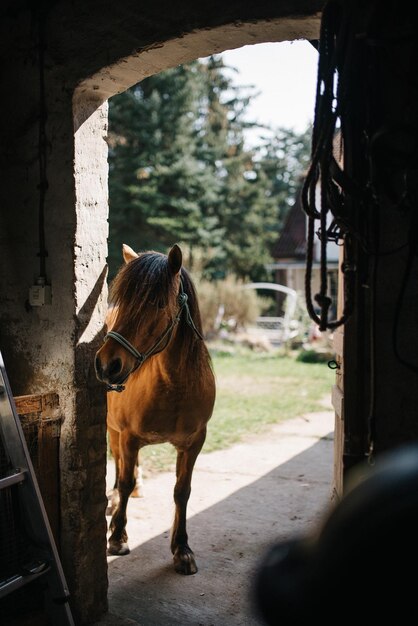 Un cheval debout dans la forêt