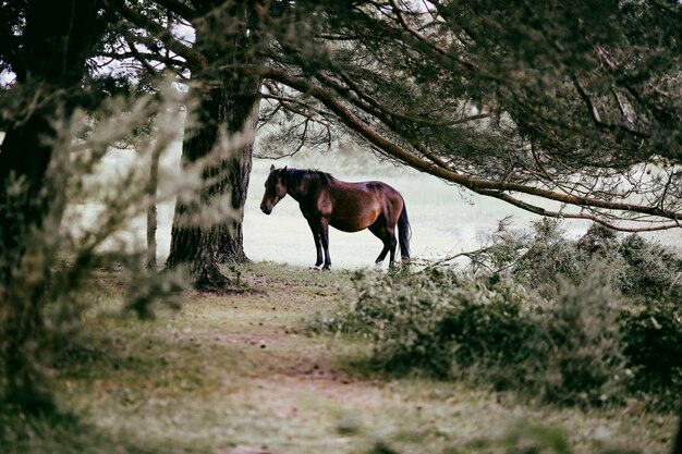 Un cheval debout dans un parc