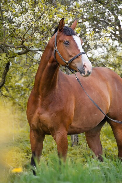 Un cheval debout dans un ranch