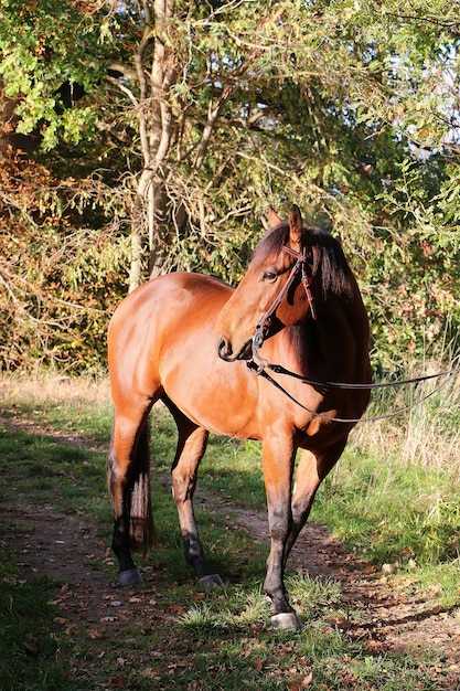 Photo un cheval debout dans un ranch