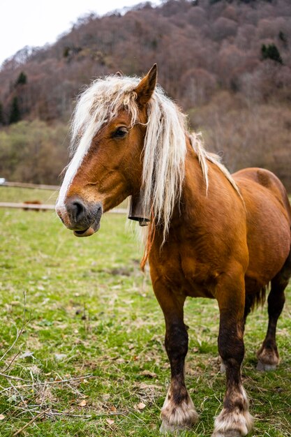 Photo un cheval debout dans un ranch