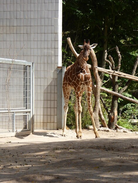 Photo un cheval debout dans un zoo