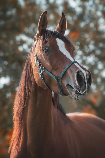 Cheval debout à l'extérieur