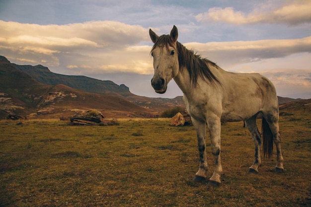 Un cheval debout sur un paysage contre un ciel nuageux au coucher du soleil