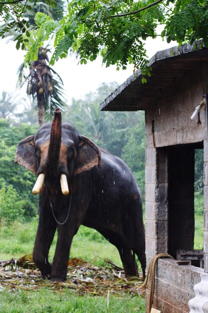 Photo un cheval debout près d'un arbre