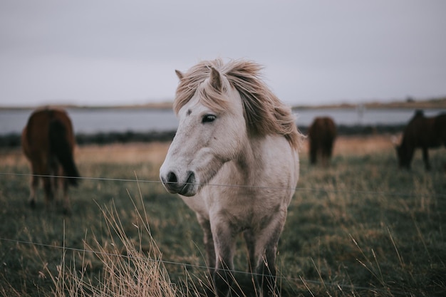 Cheval debout sur le terrain contre le ciel