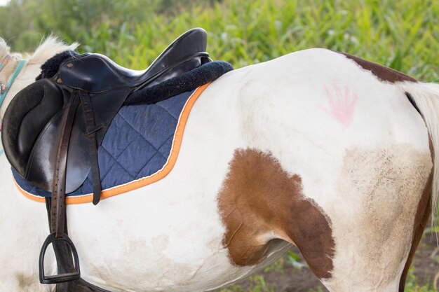 Photo un cheval debout sur le terrain