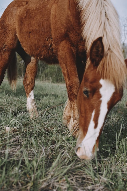 Un cheval debout sur le terrain.