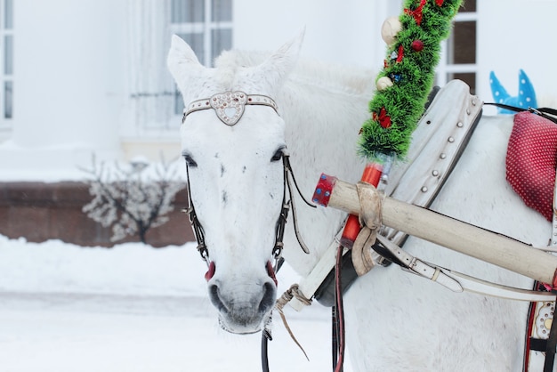 cheval décoré attelé à une charrette