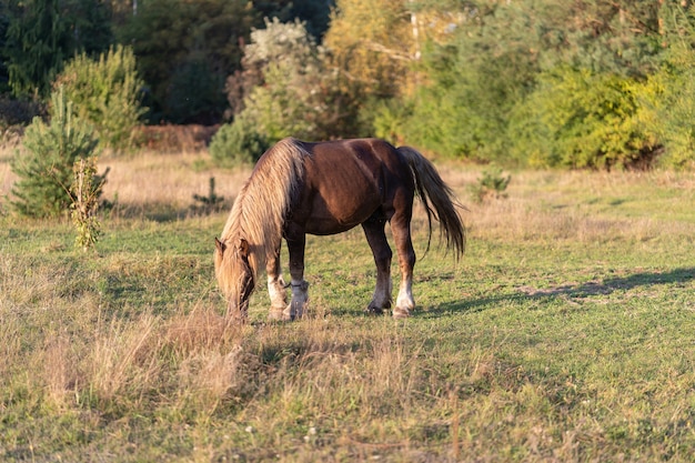 Un cheval domestique broute et mange de l'herbe dans un pré près de la forêt par une claire journée d'été