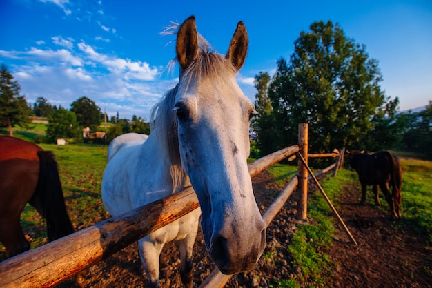 Cheval drôle bouchent