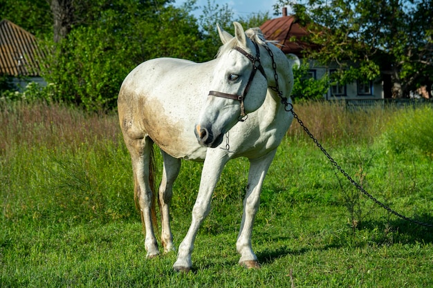 Cheval drôle dans un pâturage de pré. Beau White Friendly Horse en harnais avec chaîne au champ d'été sur fond de ciel bleu.
