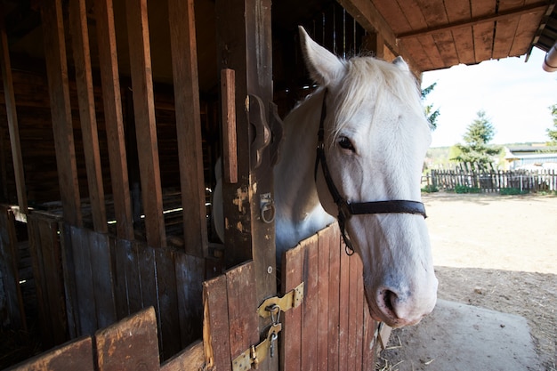 Cheval d'écurie blanche à la ferme