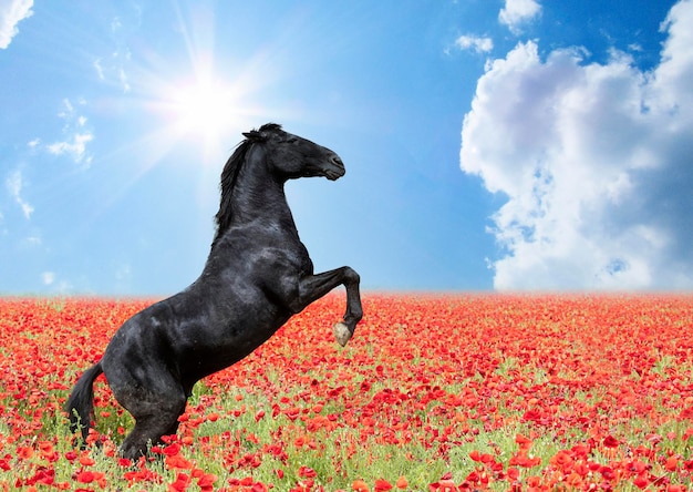 Cheval d'élevage dans les coquelicots