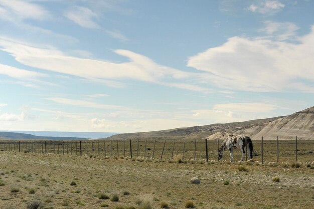 Le cheval est un mammifère périssodactyle domestiqué de la famille des équidés