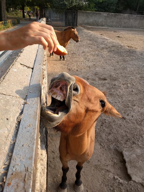 Le cheval est nourri à la main par la clôture.