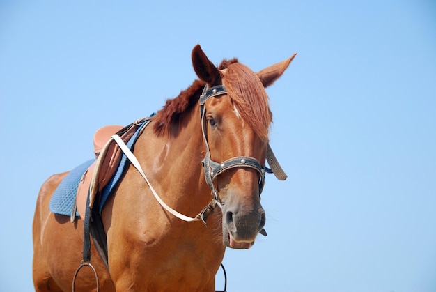 Cheval sur fond de ciel bleu