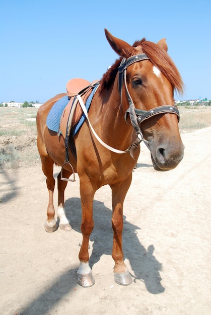 Photo le cheval sur le fond du village