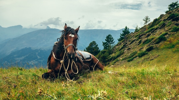 Le cheval sur le fond des montagnes