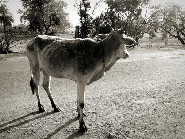 Photo cheval en fourrière