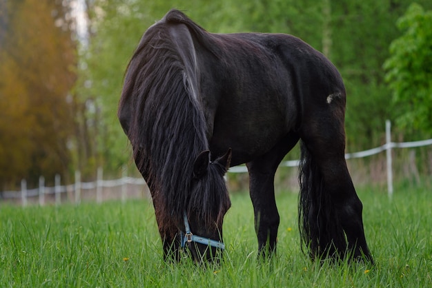 Cheval frison broutant dans le pré