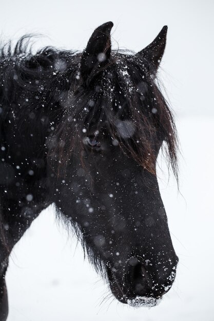 Cheval frison et chutes de neige