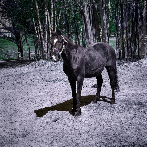 Le cheval gambade et joue dans la nature