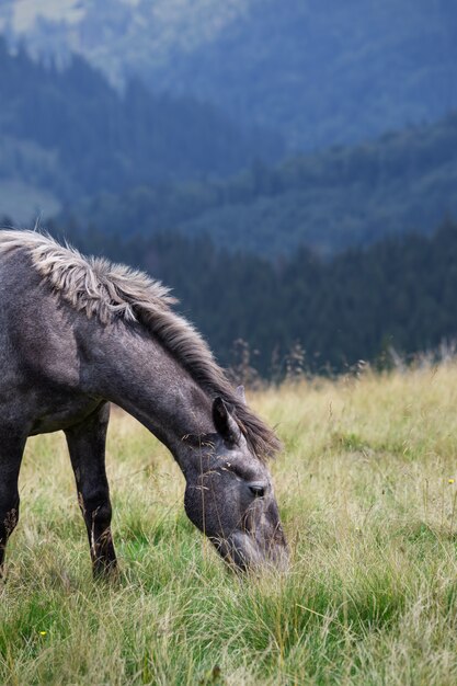 Cheval gris au pâturage dans les montagnes