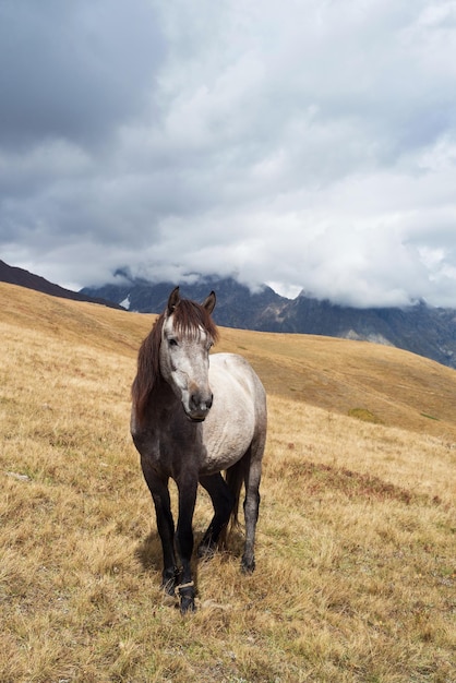 Cheval gris dans un pâturage dans les montagnes du Caucase Géorgie Zemo Svaneti