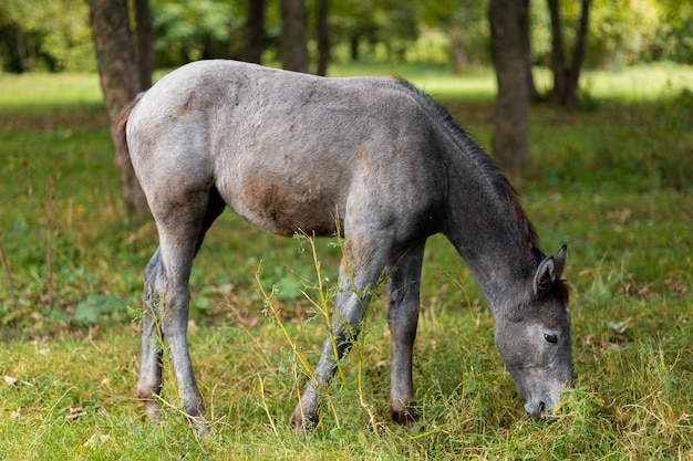 Un cheval gris mange de l'herbe dans un pâturage