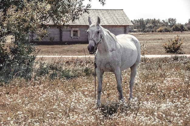 Cheval gris paissait sur un champ.