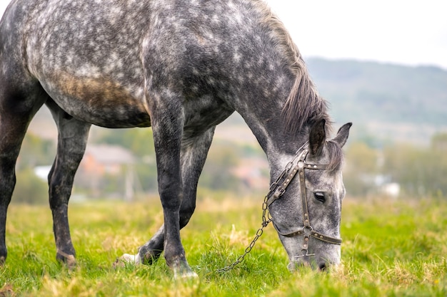 Cheval gris paissant dans le champ d'été