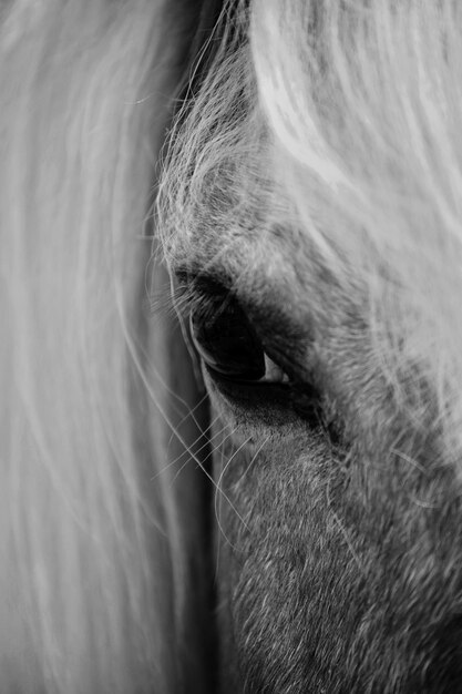 Photo le cheval en gros plan