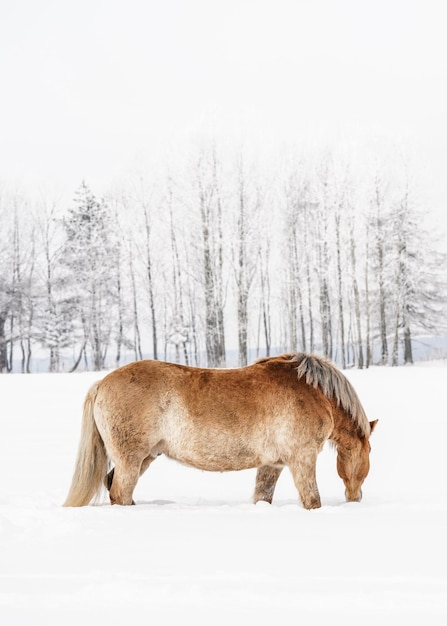 Cheval Haflinger brun clair pataugeant dans le champ d'hiver couvert de neige, arbres flous en arrière-plan, photo verticale de côté.