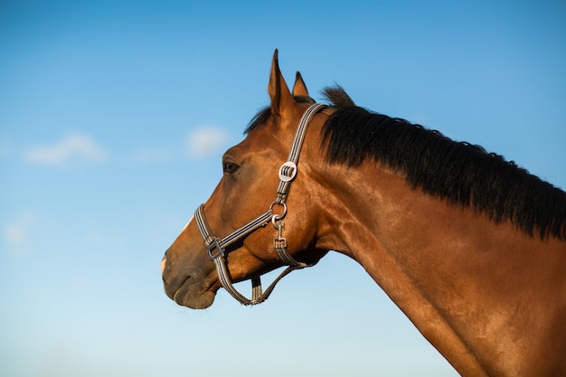 Cheval Hanovrien couleur marron rouge