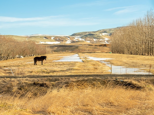 Cheval islandais célèbre animal d'élevage en Islande dans un champ jaune en hiver en Islande