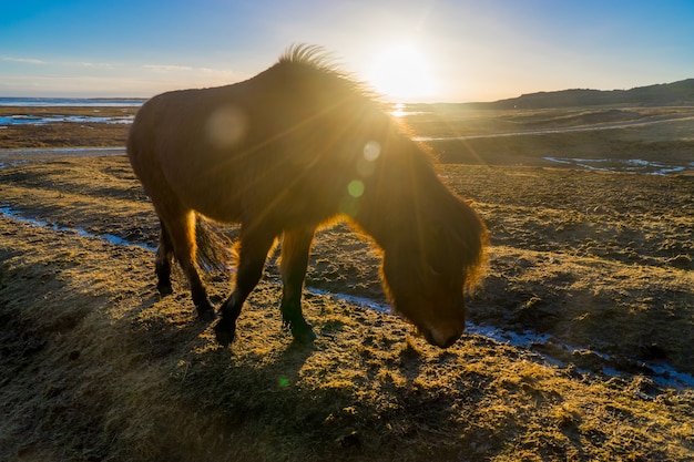 Cheval islandais dans un champ tourné à l'heure d'or au lever du soleil avec le rétroéclairage du soleil