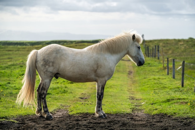 Cheval islandais dans la nature pittoresque de l'Islande.