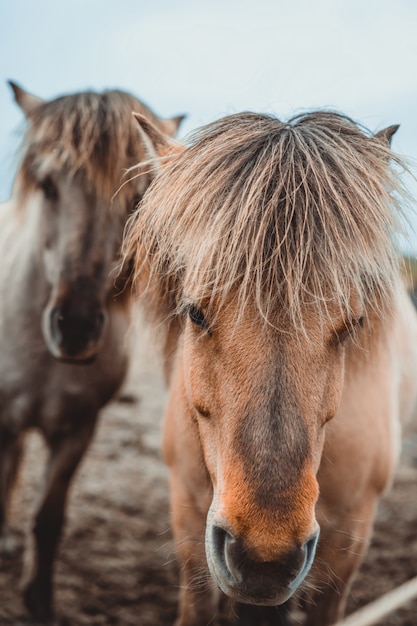 Cheval islandais dans la nature pittoresque de l'Islande.