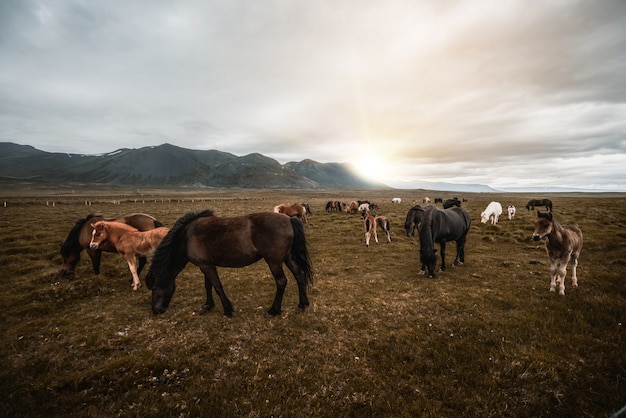 Cheval islandais dans la nature pittoresque de l'Islande.