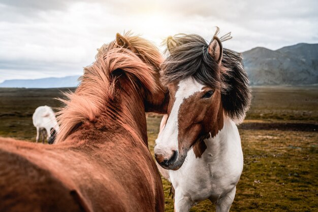 Cheval islandais dans la nature pittoresque de l'Islande.