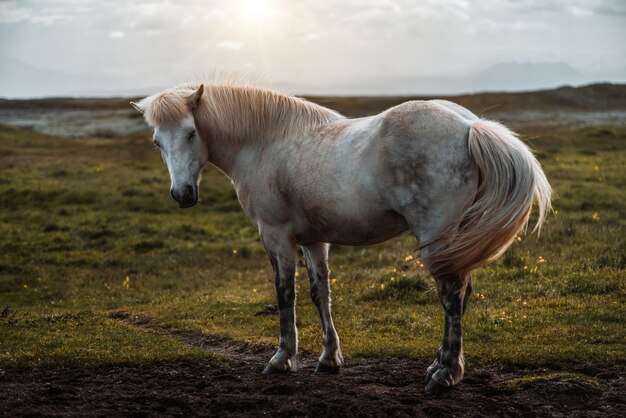 Cheval islandais dans la nature pittoresque de l'Islande.