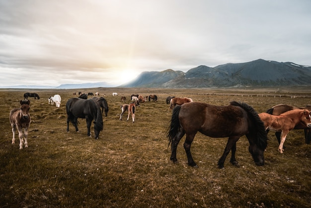 Cheval islandais dans la nature pittoresque de l'Islande.