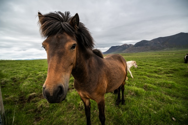 Cheval islandais dans la nature pittoresque de l'Islande.