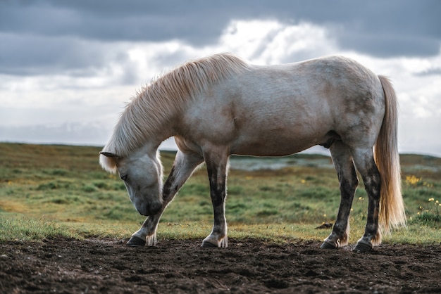 Cheval islandais dans la nature pittoresque de l'Islande.