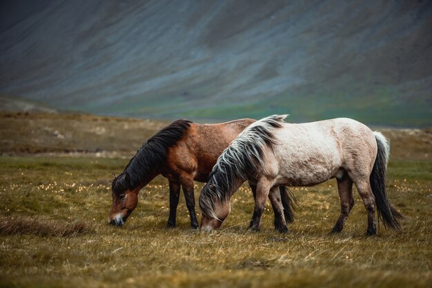 Cheval islandais dans la nature pittoresque de l'Islande.