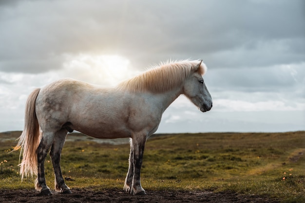 Cheval islandais dans la nature pittoresque de l'Islande.