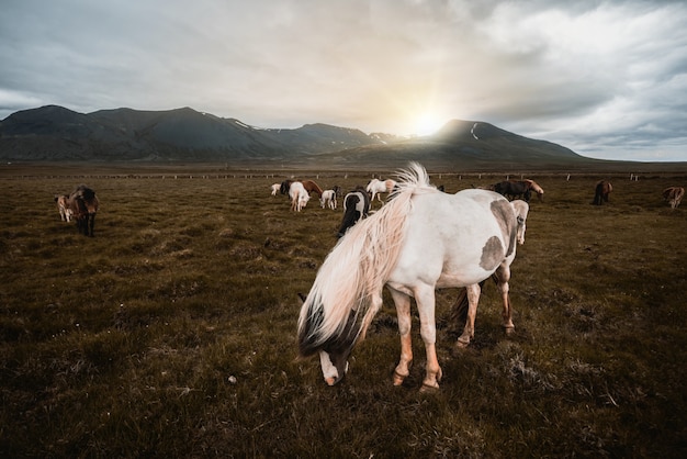 Cheval islandais dans la nature pittoresque de l'Islande.