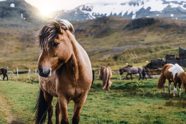 Cheval islandais dans la nature pittoresque de l'Islande.